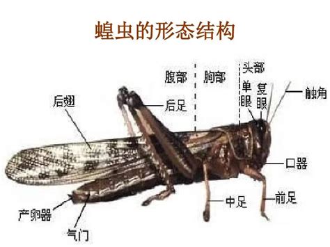 蟋蟀 好運|【蟋蟀代表什麼】蟋蟀突然來報喜？深入解析蟋蟀代表什麼、進家。